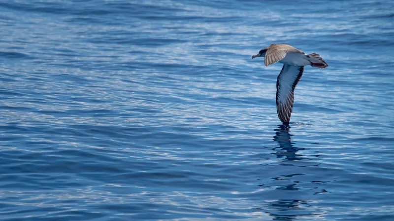 Observadores de aves y turistas de naturaleza empiezan a mirar hacia el alojamiento en Corvo