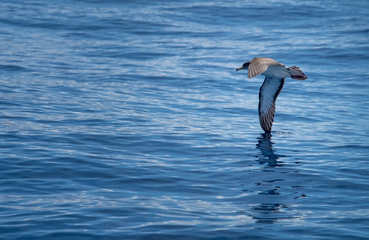 Observadores de aves y turistas de naturaleza empiezan a mirar hacia el alojamiento en Corvo