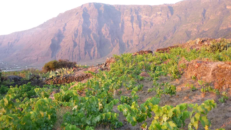 Viñedos y platanera compiten con la vivienda por el escaso suelo llano de La Frontera