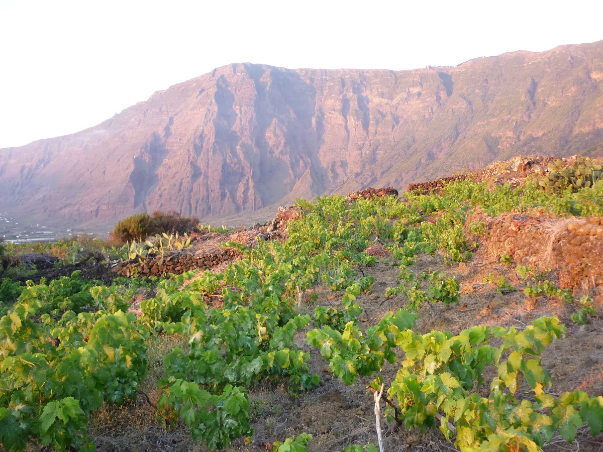 Viñedos y platanera compiten con la vivienda por el escaso suelo llano de La Frontera