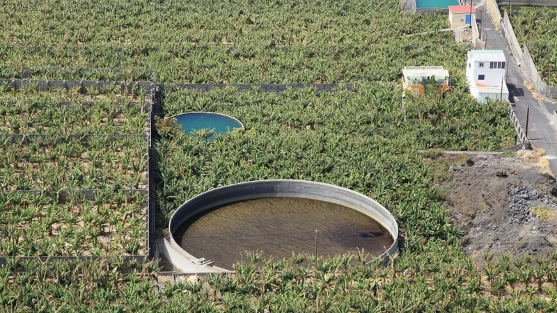 El Valle de Aridane no encuentra vivienda para los temporeros de la platanera