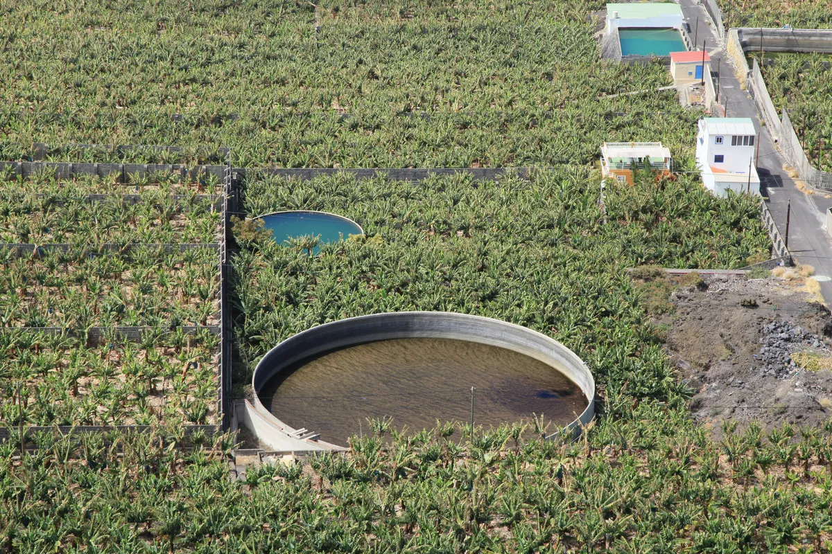 El Valle de Aridane no encuentra vivienda para los temporeros de la platanera