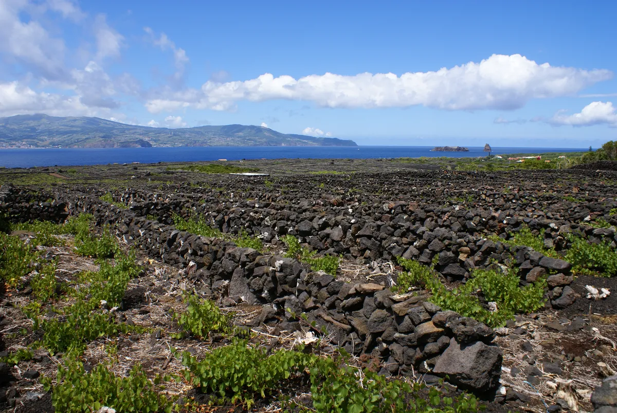 El paisaje de la Cultura da Vinha dispara el precio del suelo en Criação Velha y Santa Luzia