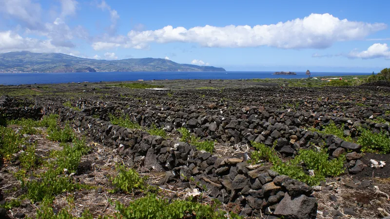 El paisaje de la Cultura da Vinha dispara el precio del suelo en Criação Velha y Santa Luzia