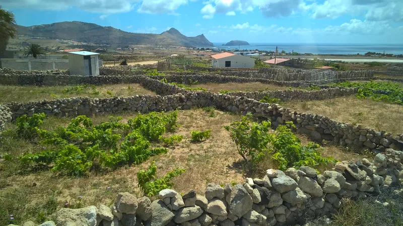 Los antiguos campos de melón de Porto Santo, en el punto de mira de promotores y viticultores
