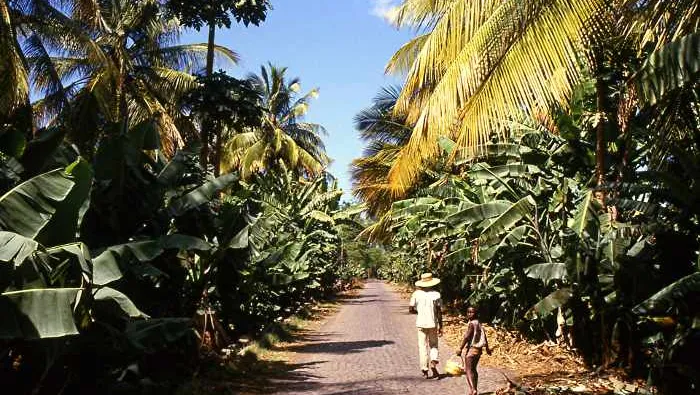São Domingos resiste la presión urbanizadora mientras el precio de la tierra agrícola se dispara